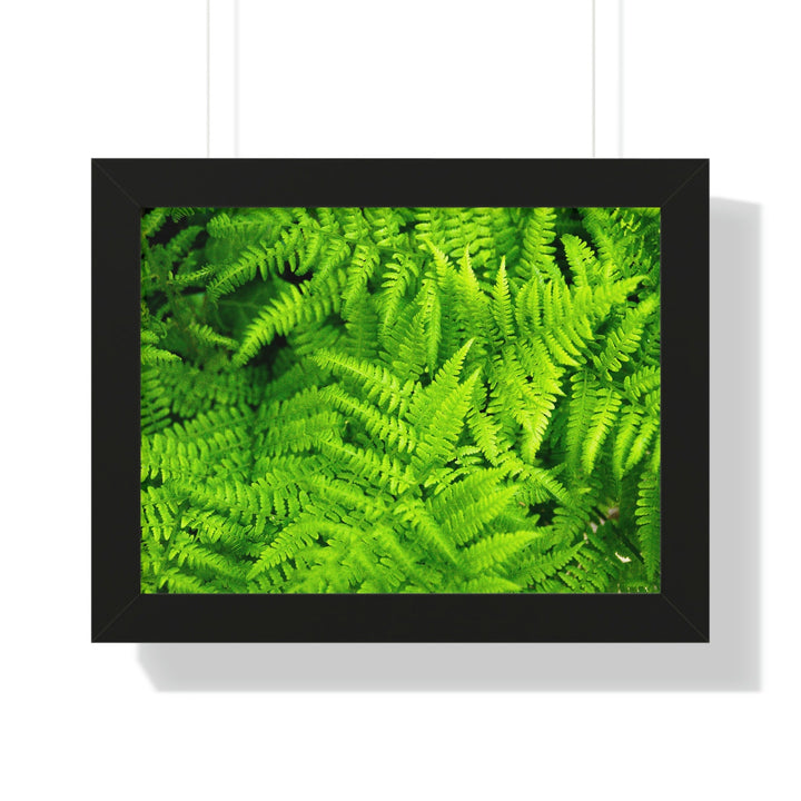 Ferns, Ferns, Ferns - Framed Print - Visiting This World