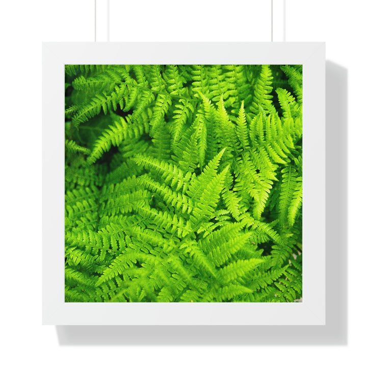 Ferns, Ferns, Ferns - Framed Print - Visiting This World