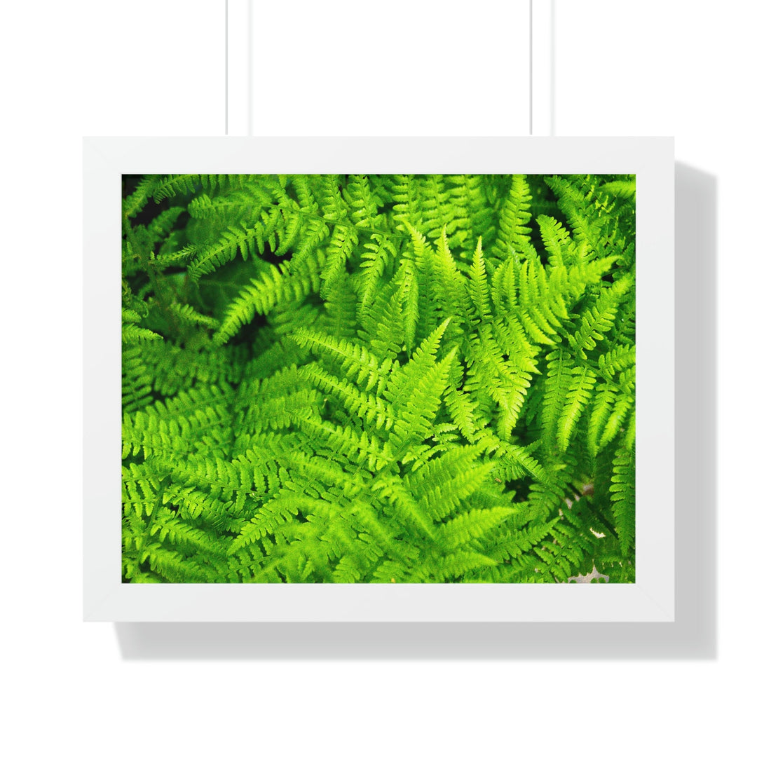 Ferns, Ferns, Ferns - Framed Print - Visiting This World