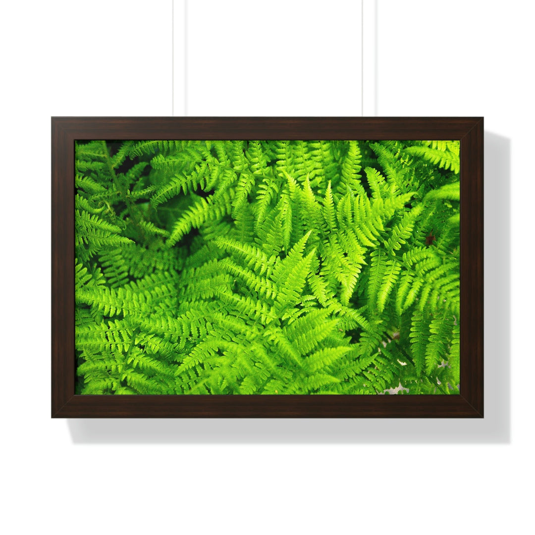 Ferns, Ferns, Ferns - Framed Print - Visiting This World