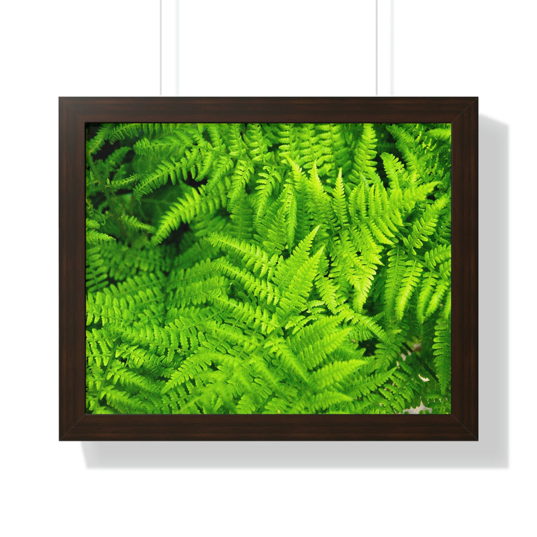 Ferns, Ferns, Ferns - Framed Print - Visiting This World