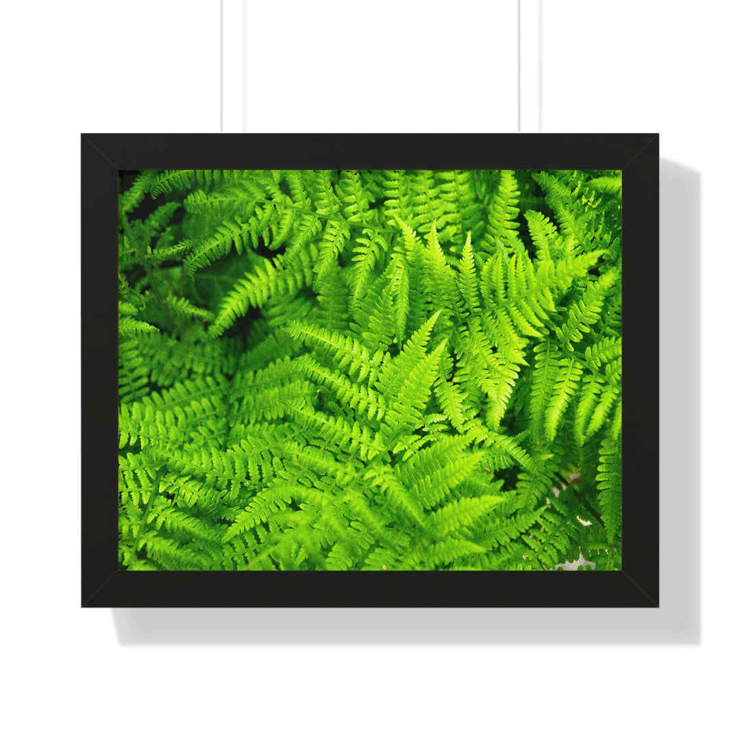 Ferns, Ferns, Ferns - Framed Print - Visiting This World