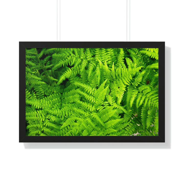 Ferns, Ferns, Ferns - Framed Print - Visiting This World