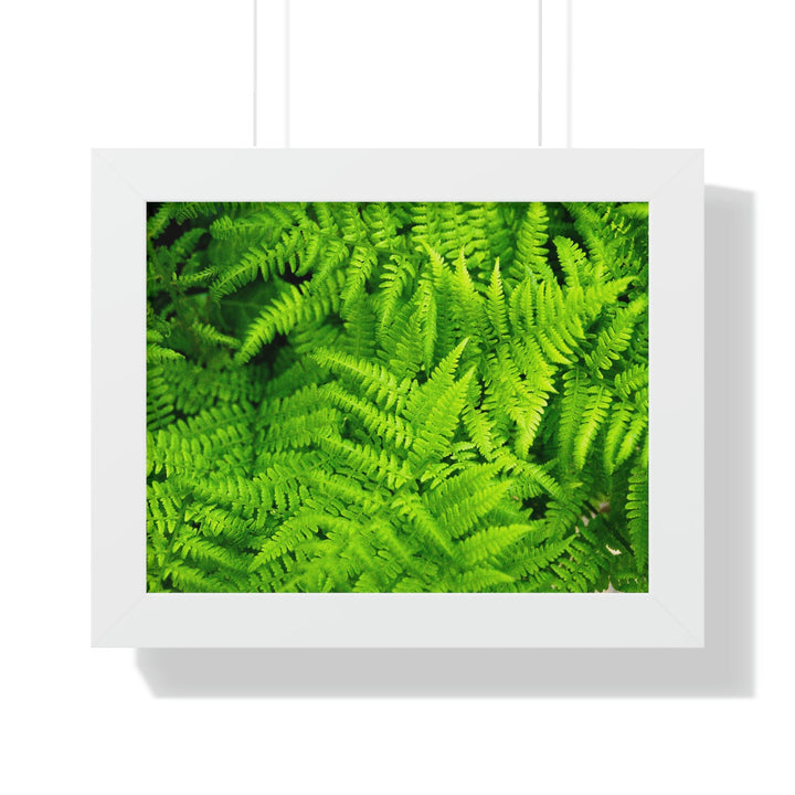 Ferns, Ferns, Ferns - Framed Print - Visiting This World