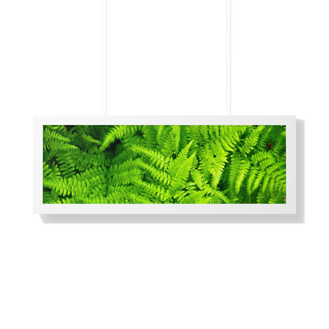 Ferns, Ferns, Ferns - Framed Print - Visiting This World