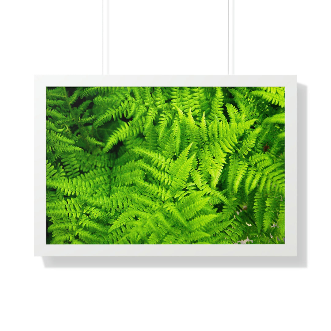 Ferns, Ferns, Ferns - Framed Print - Visiting This World