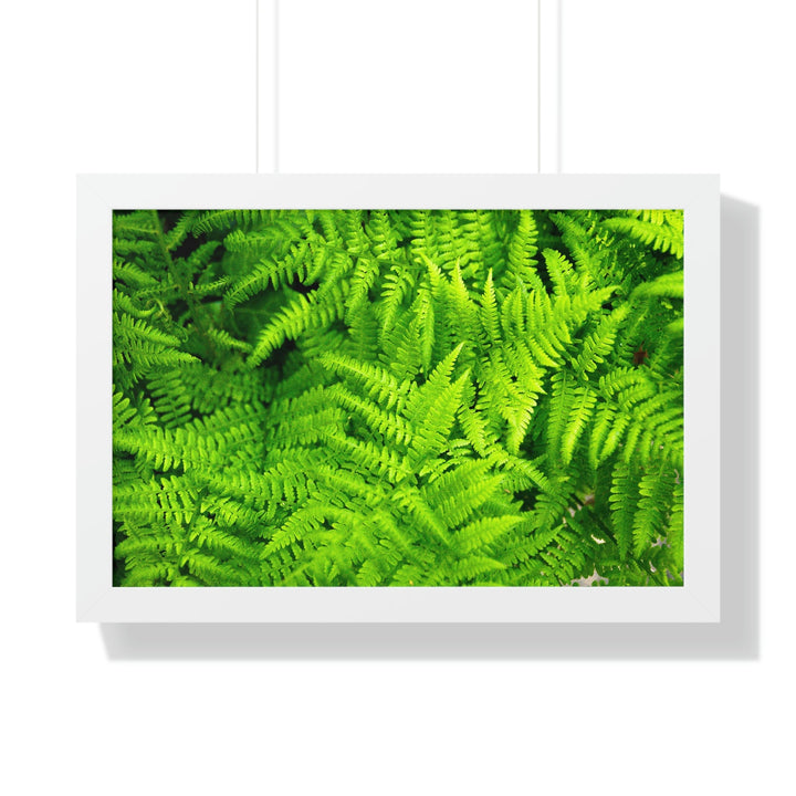 Ferns, Ferns, Ferns - Framed Print - Visiting This World