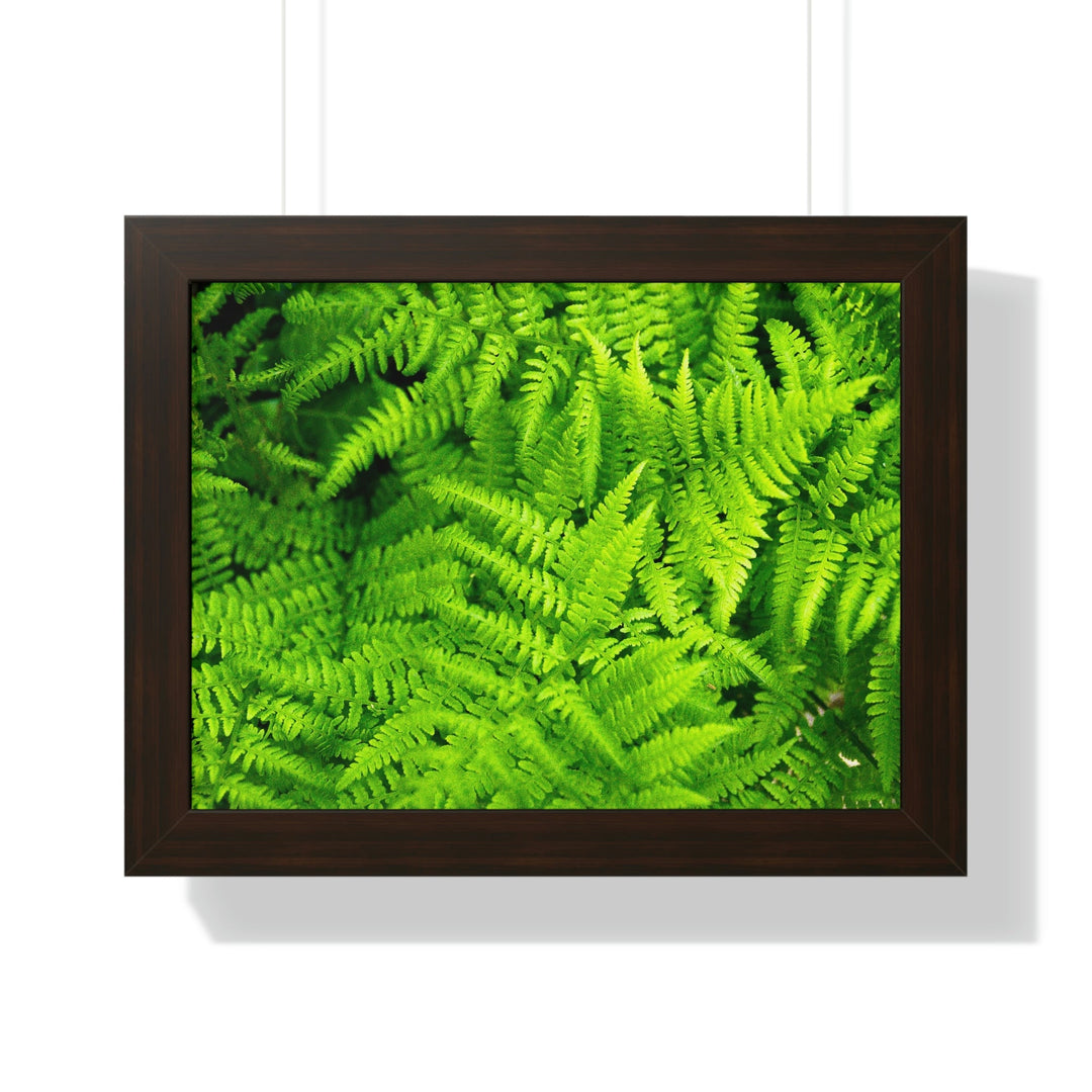 Ferns, Ferns, Ferns - Framed Print - Visiting This World