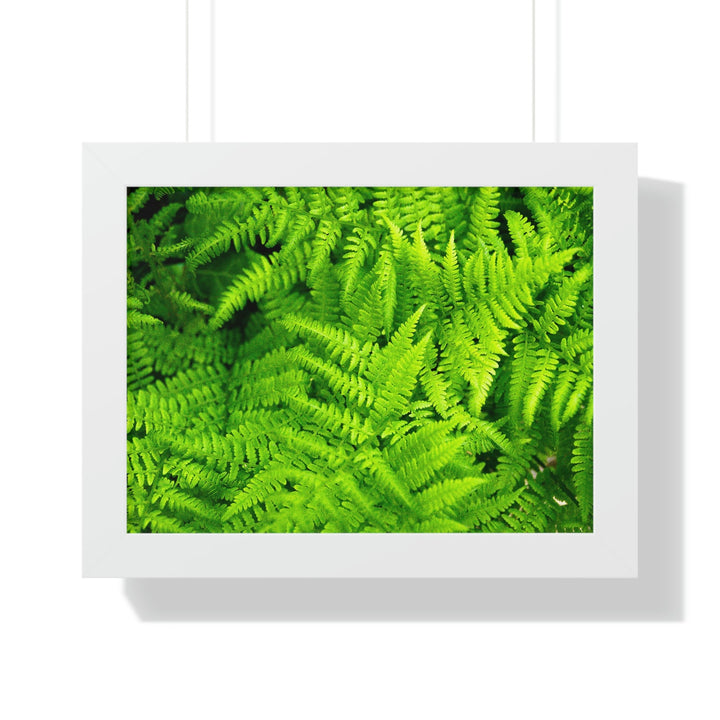 Ferns, Ferns, Ferns - Framed Print - Visiting This World