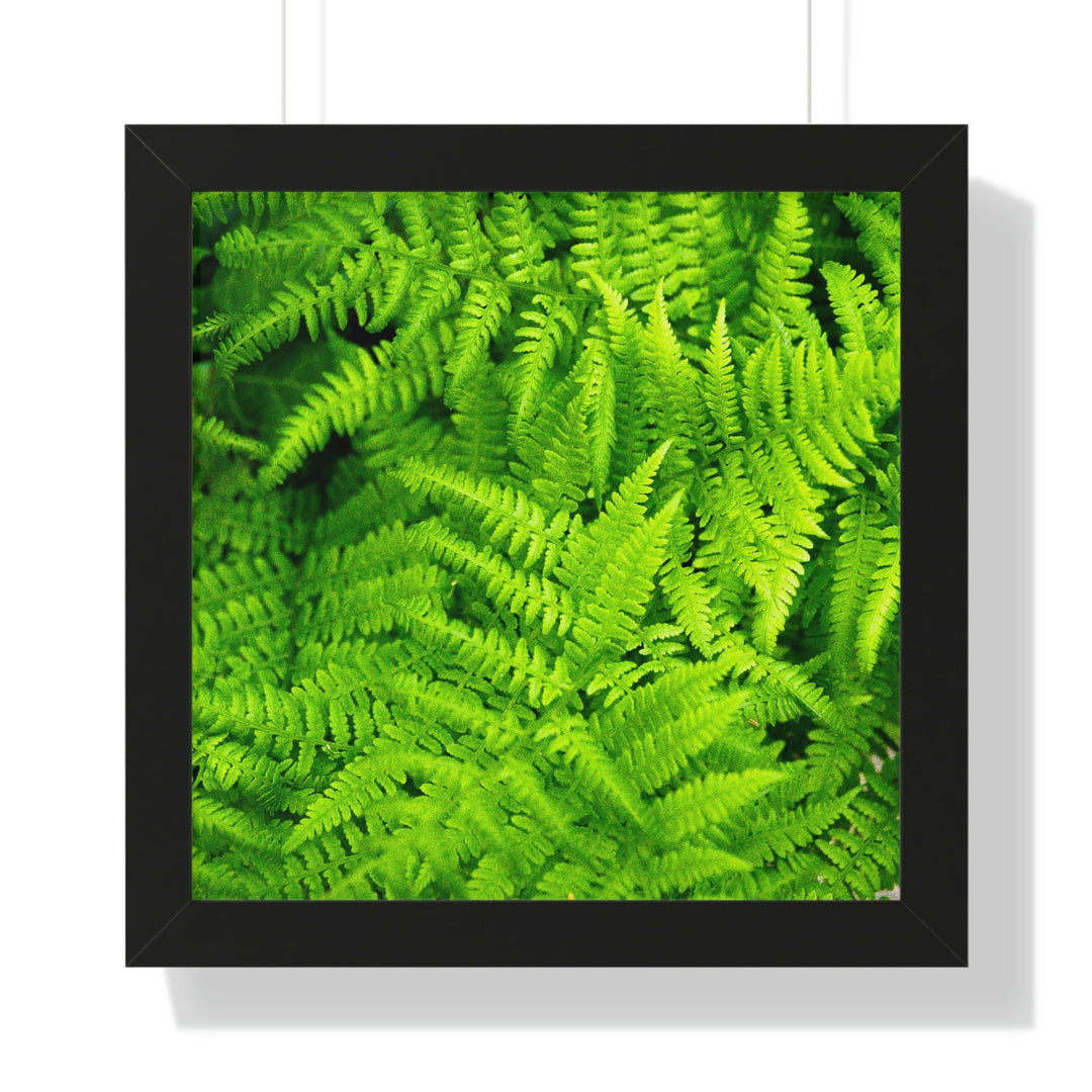 Ferns, Ferns, Ferns - Framed Print - Visiting This World