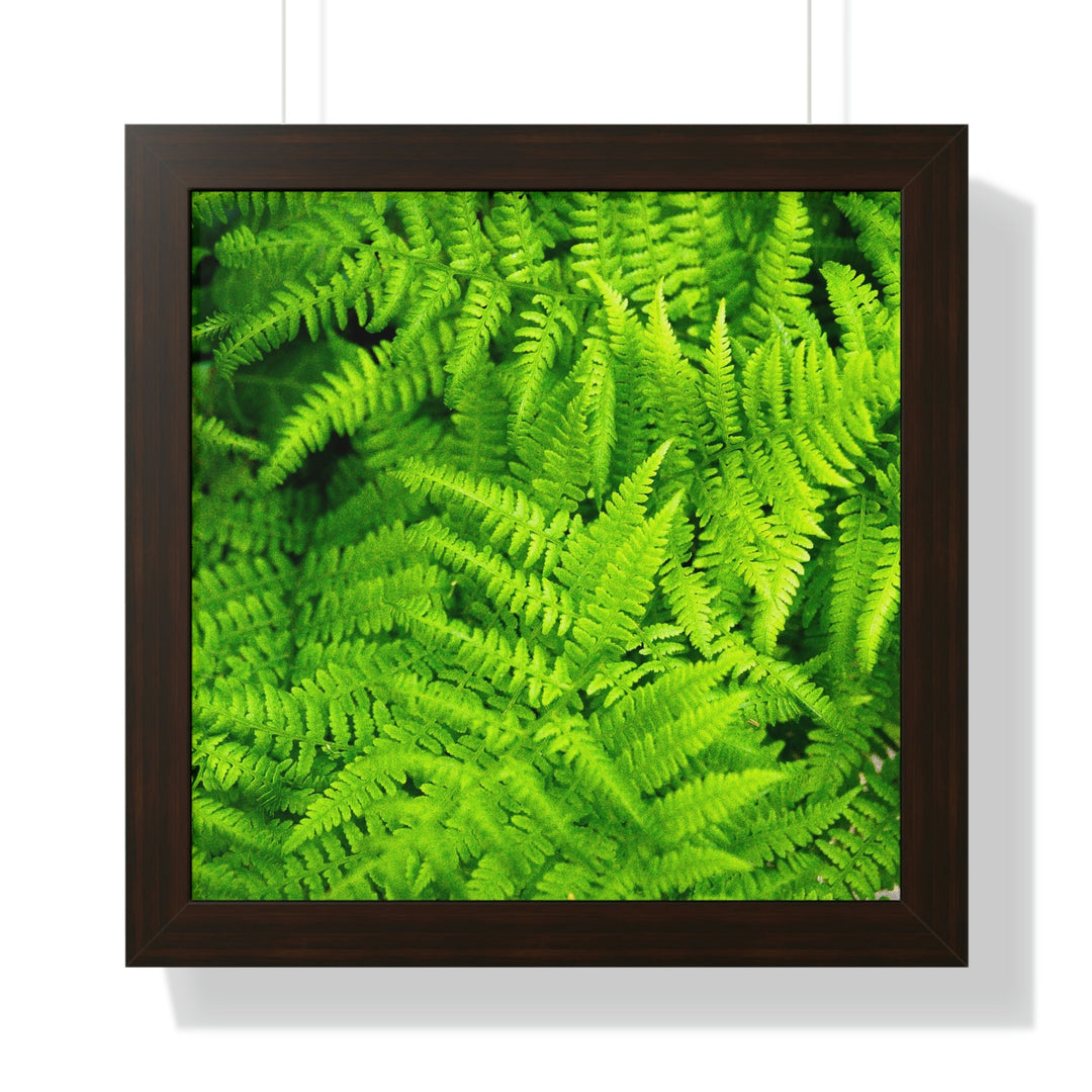 Ferns, Ferns, Ferns - Framed Print - Visiting This World