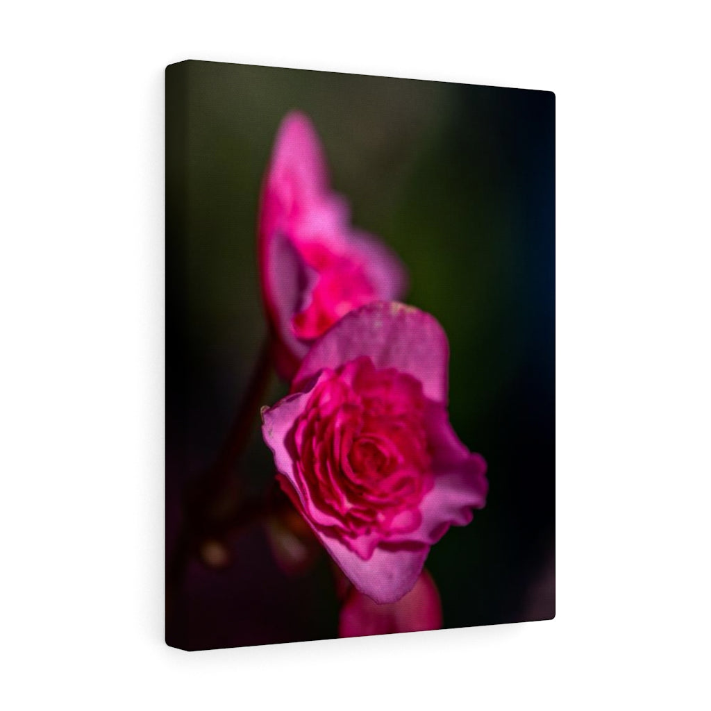 Hybrid Tea Lily - Canvas