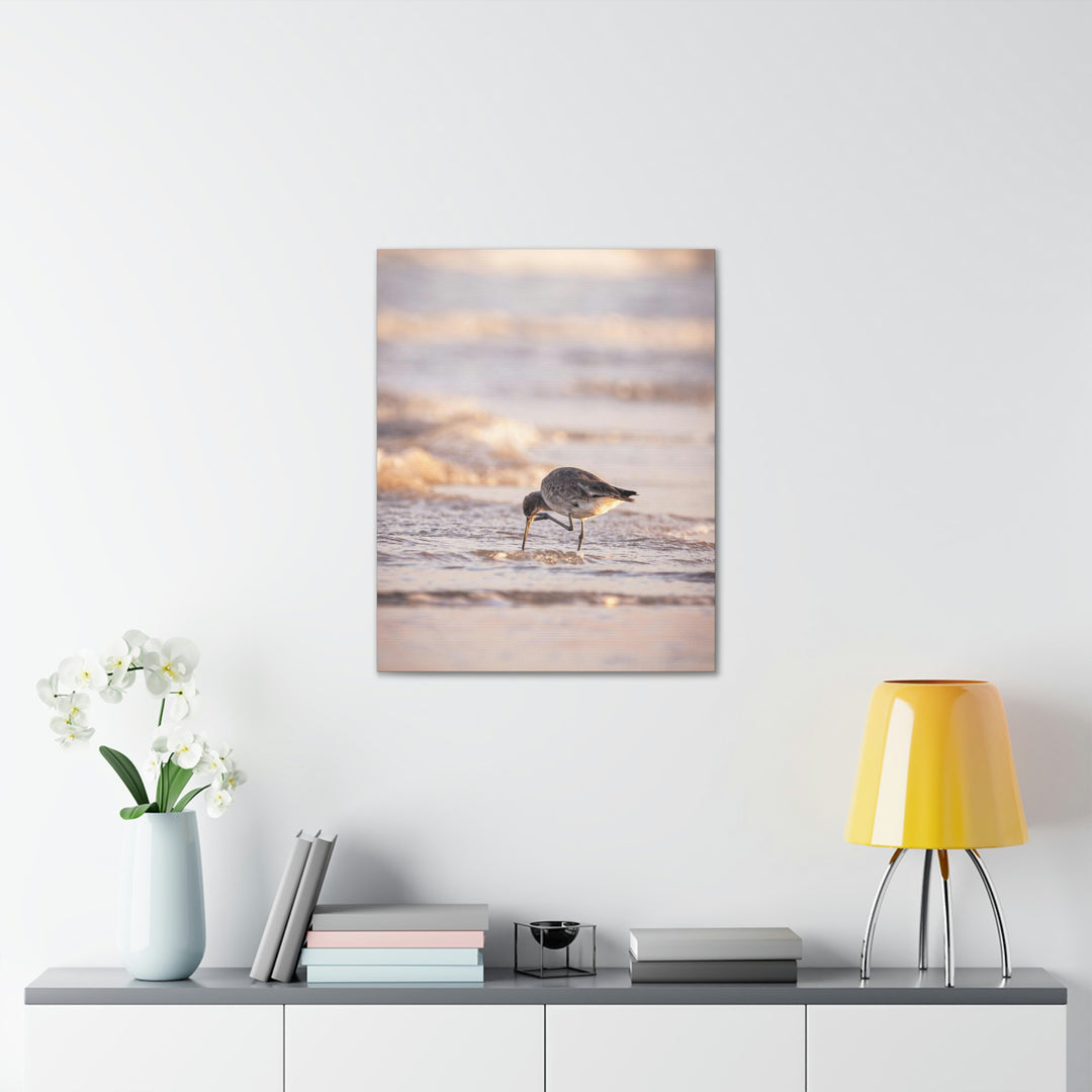 Willet Itch - Canvas