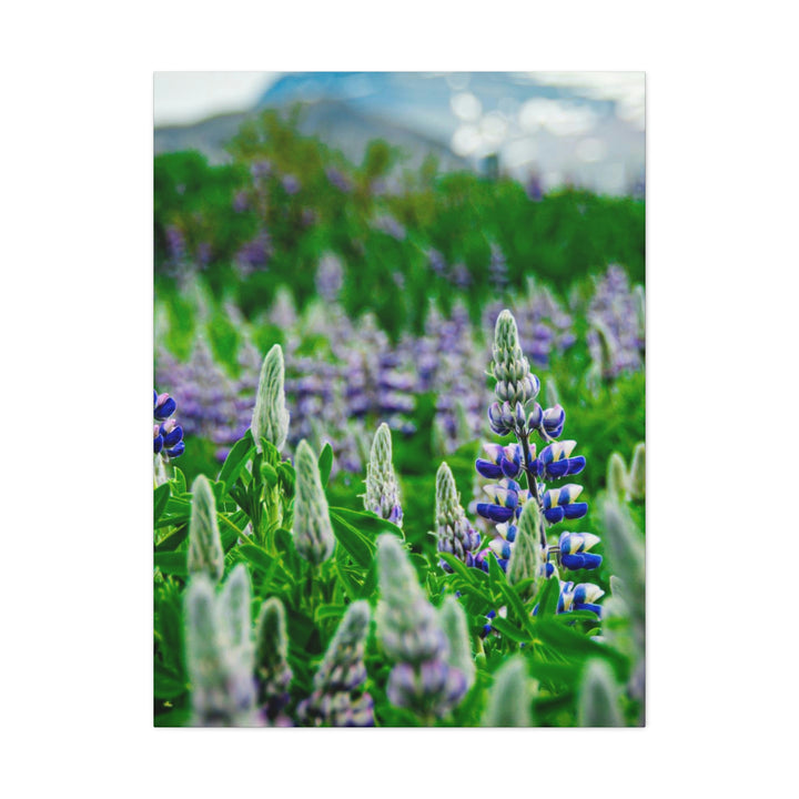 Glowing Lupin with Mountains - Canvas