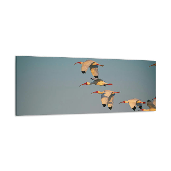 White Ibis in Flight - Canvas