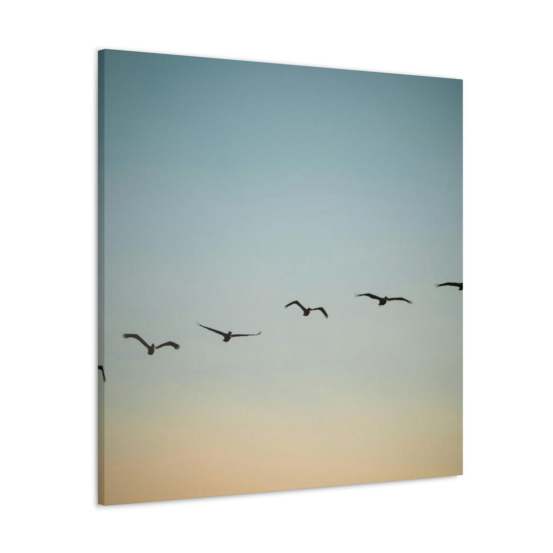 Brown Pelicans in Flight - Canvas