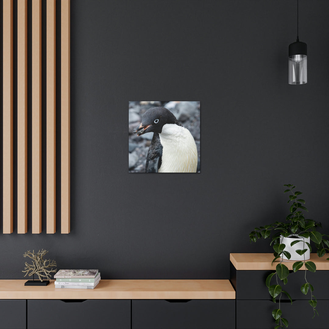 A Penguin's Pebble - Canvas