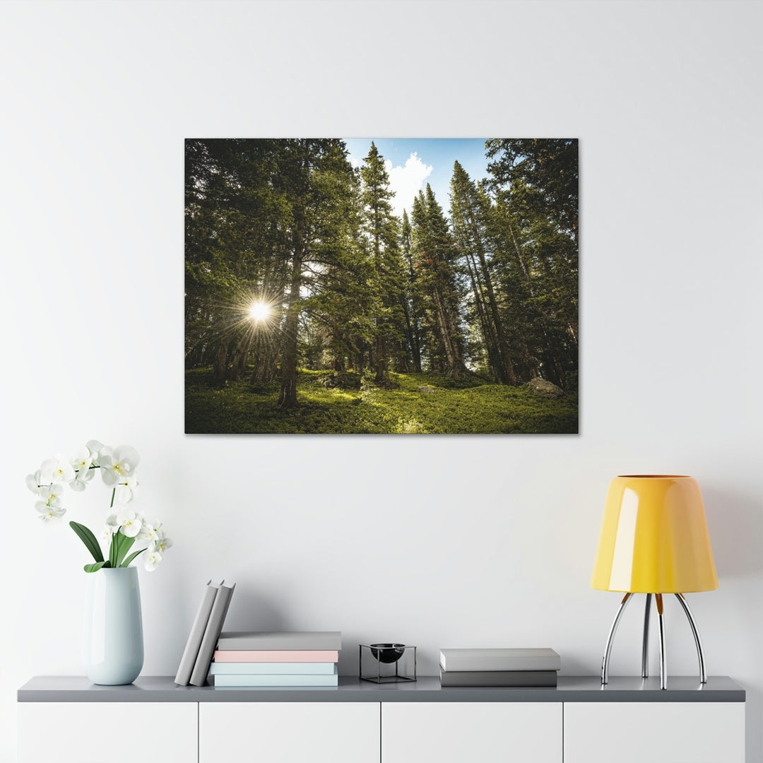 Forest Light - Canvas