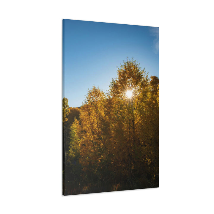 Sun Through the Aspens - Canvas