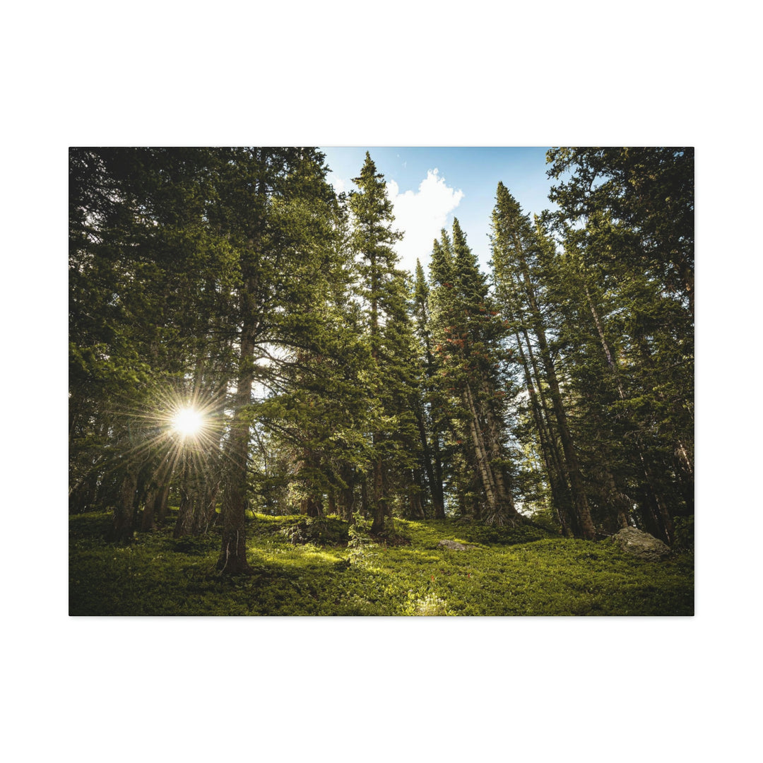 Forest Light - Canvas