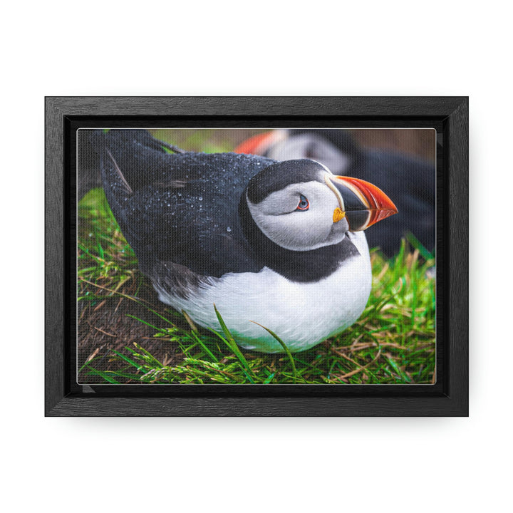 Resting Puffin - Canvas with Frame