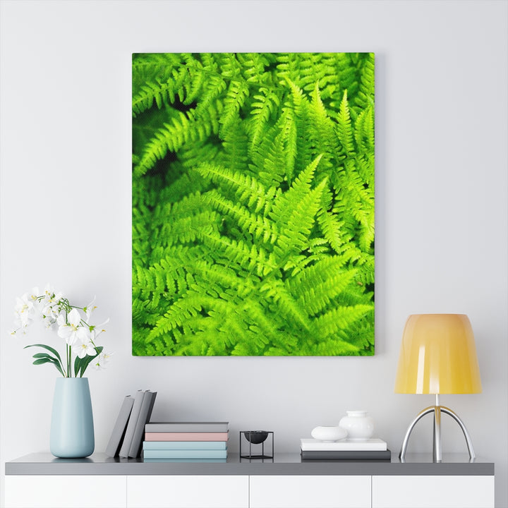 Ferns, Ferns, Ferns - Canvas