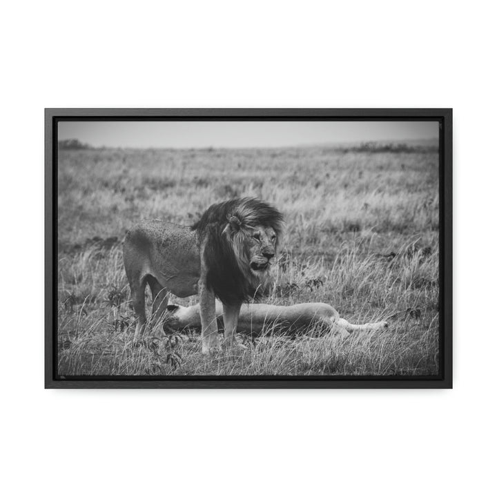 Mating Lions in Black and White - Canvas with Frame