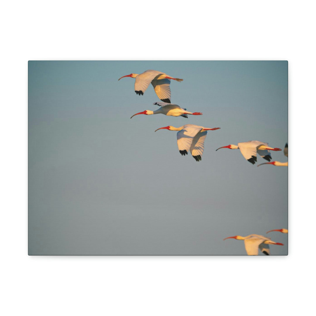 White Ibis in Flight - Canvas