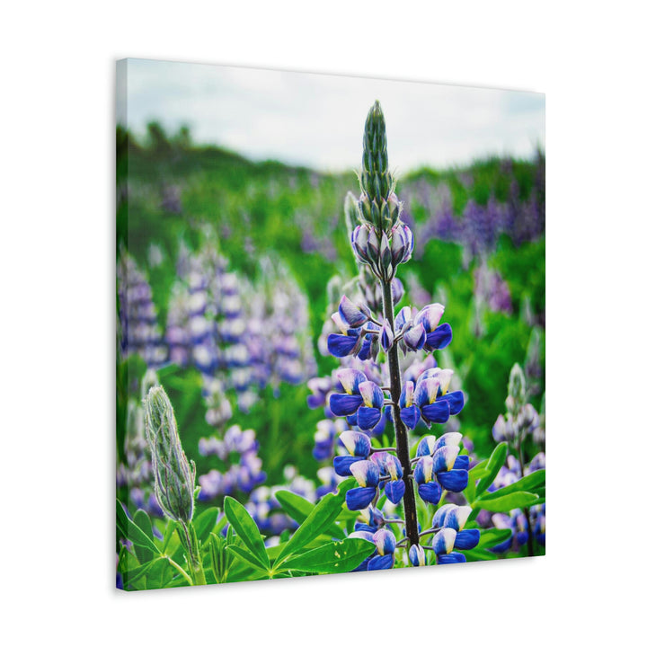 Glowing Lupin - Canvas