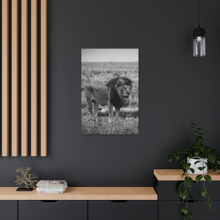 Mating Lions in Black and White - Canvas