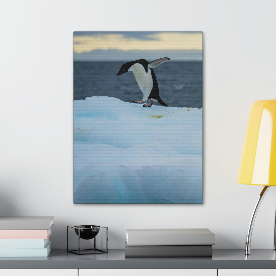 Penguin Dance - Canvas