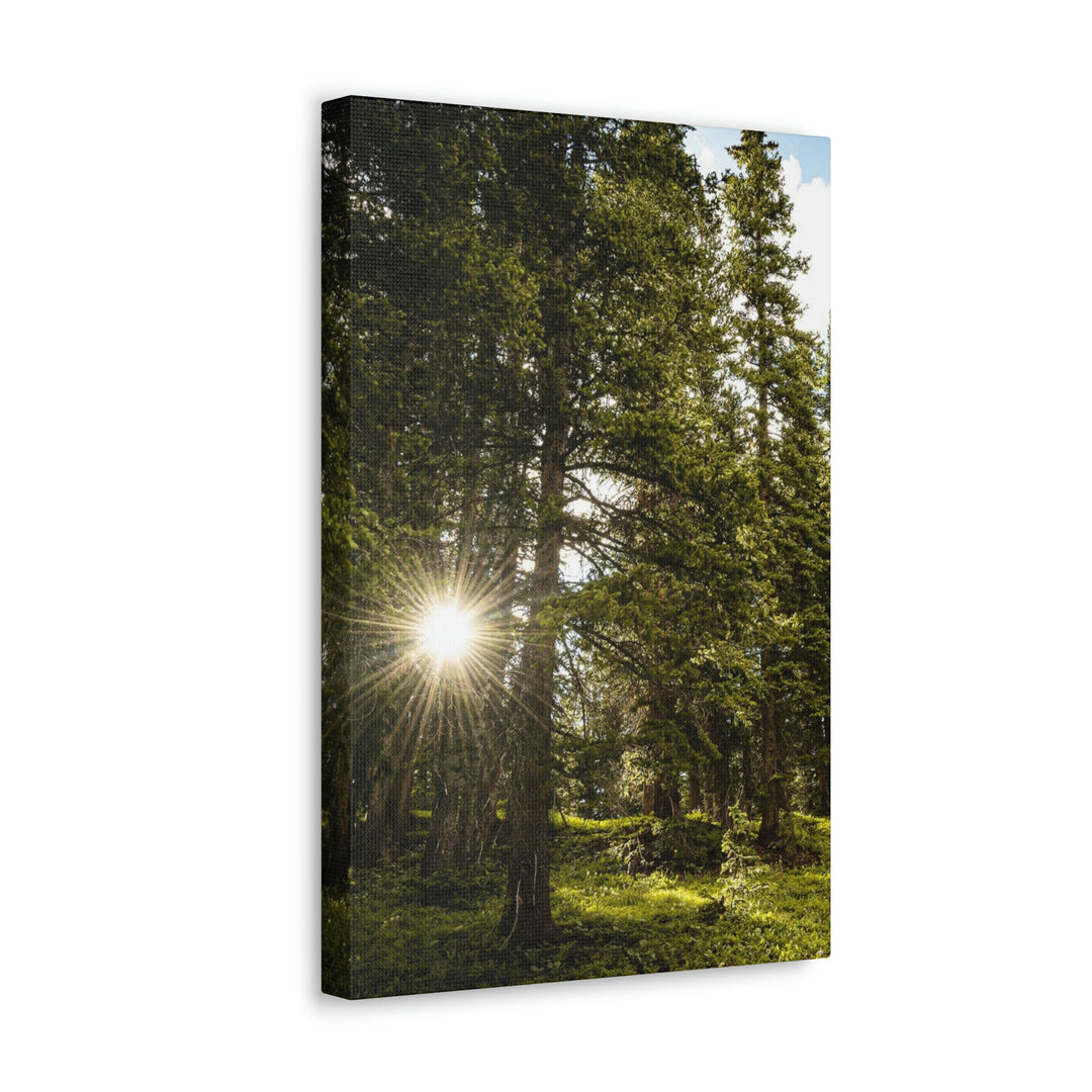 Forest Light - Canvas