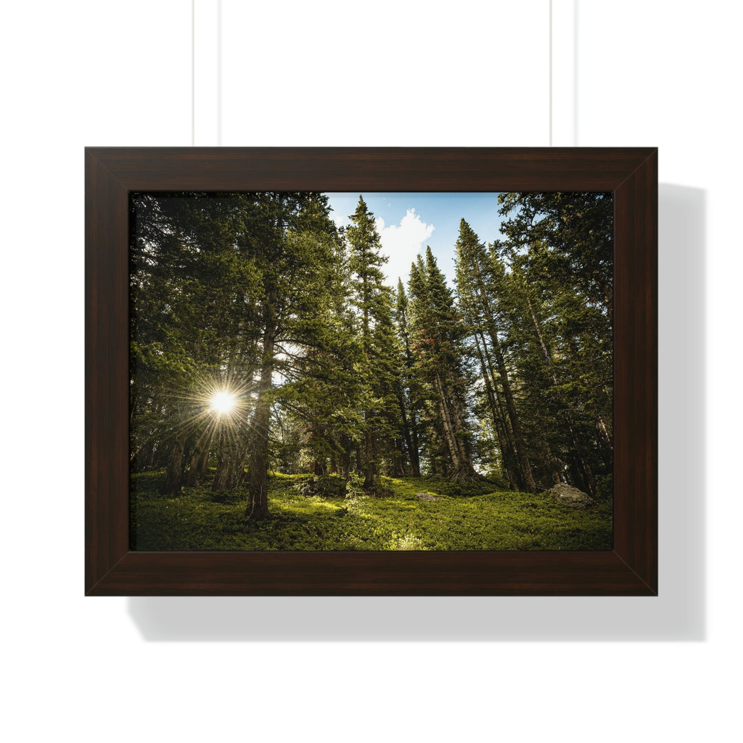 Forest Light - Framed Print - Visiting This World