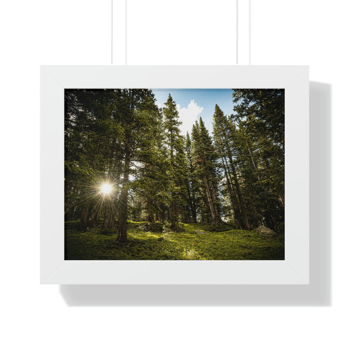 Forest Light - Framed Print - Visiting This World