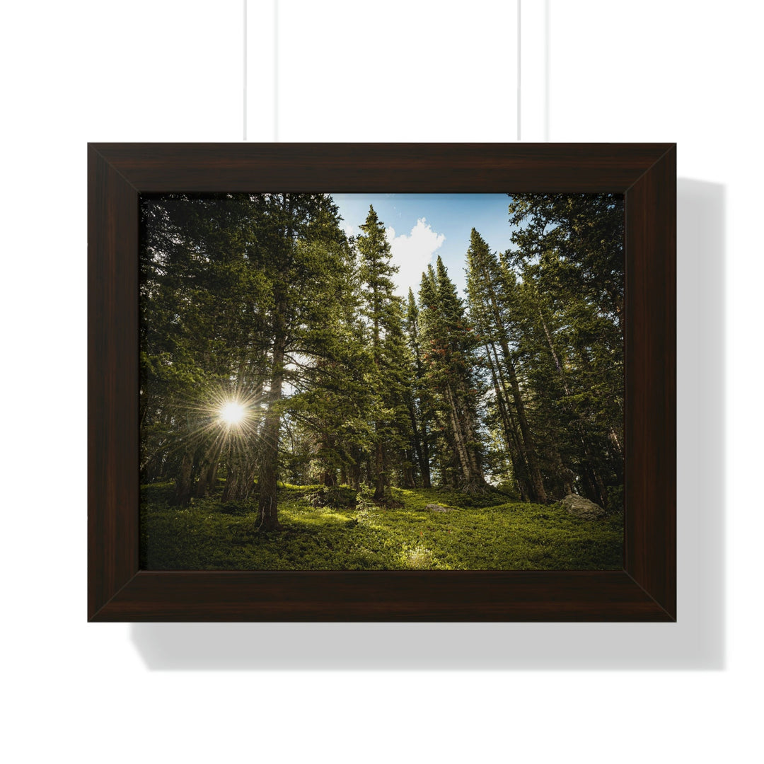 Forest Light - Framed Print - Visiting This World