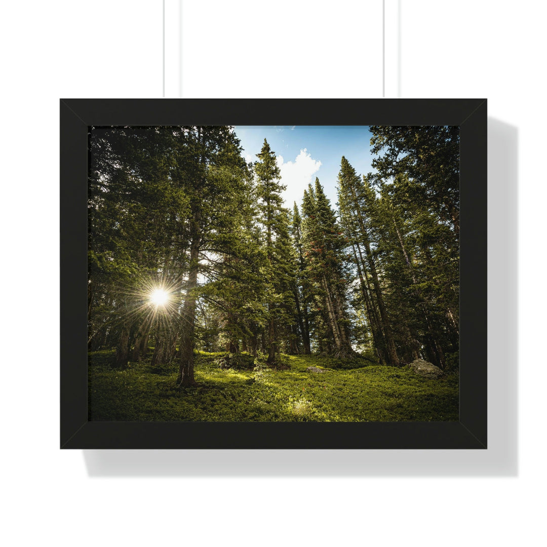 Forest Light - Framed Print - Visiting This World