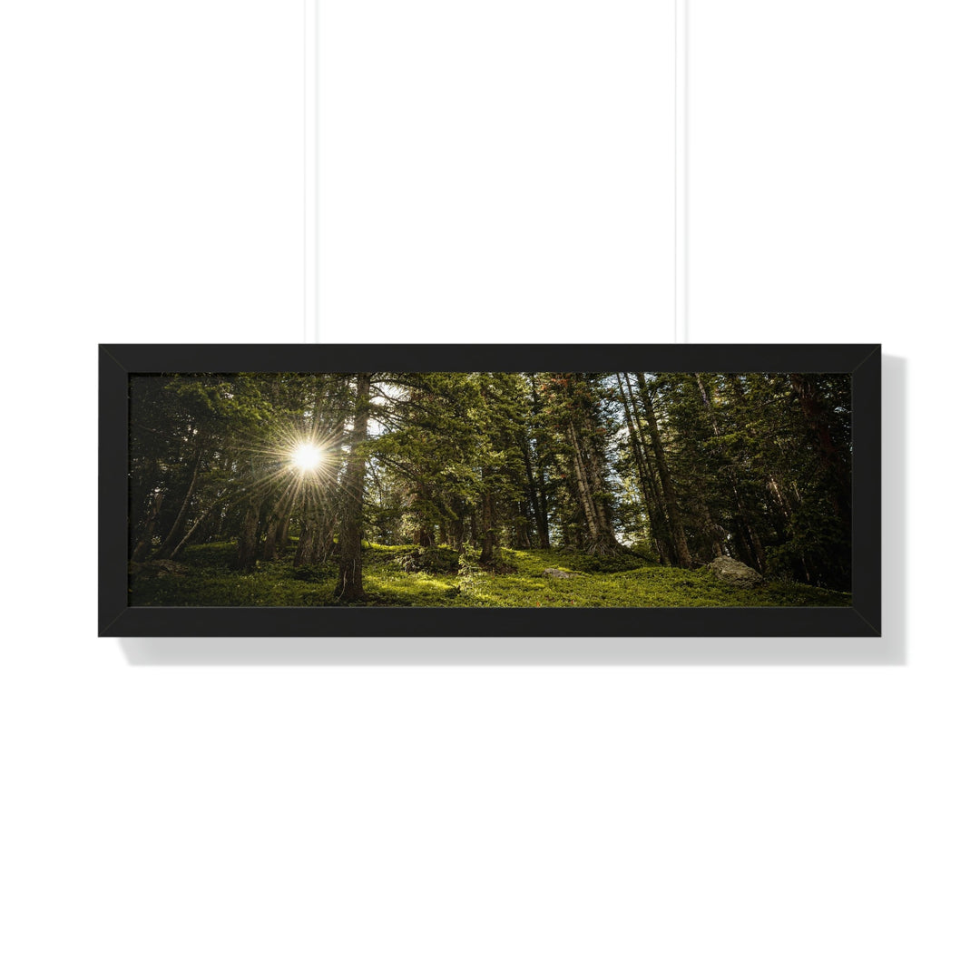 Forest Light - Framed Print - Visiting This World