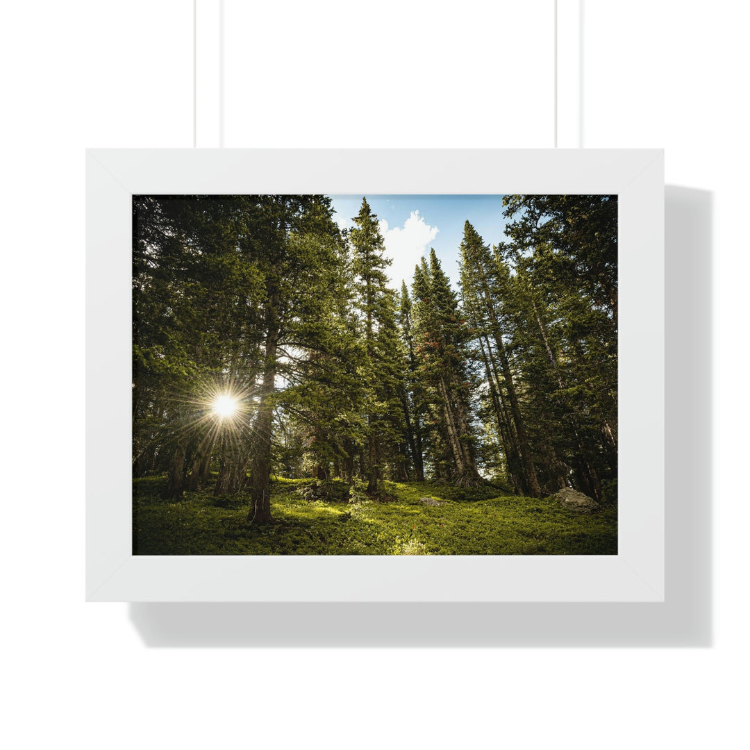 Forest Light - Framed Print - Visiting This World