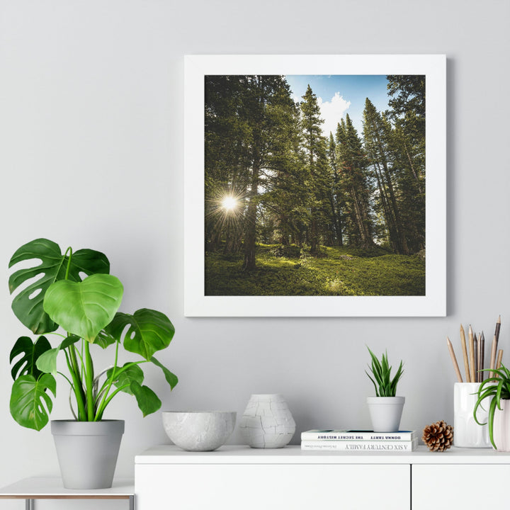 Forest Light - Framed Print - Visiting This World