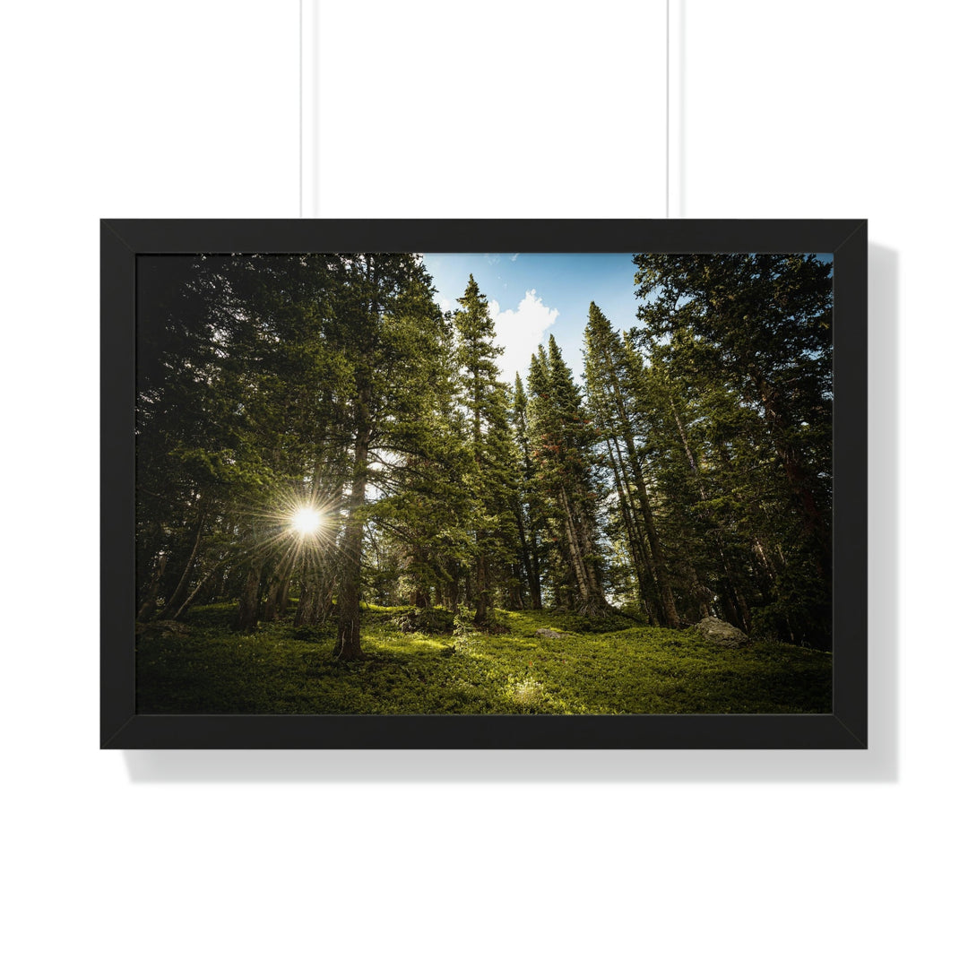 Forest Light - Framed Print - Visiting This World