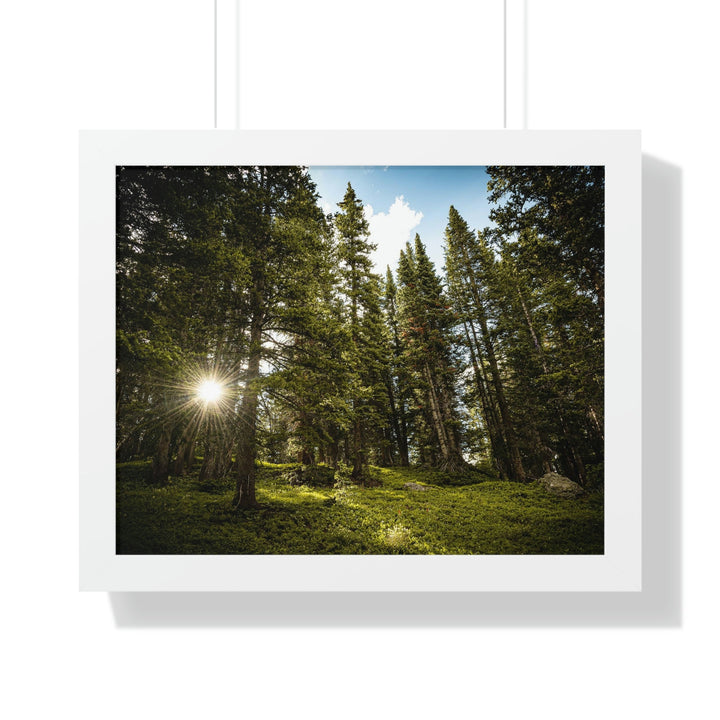 Forest Light - Framed Print - Visiting This World