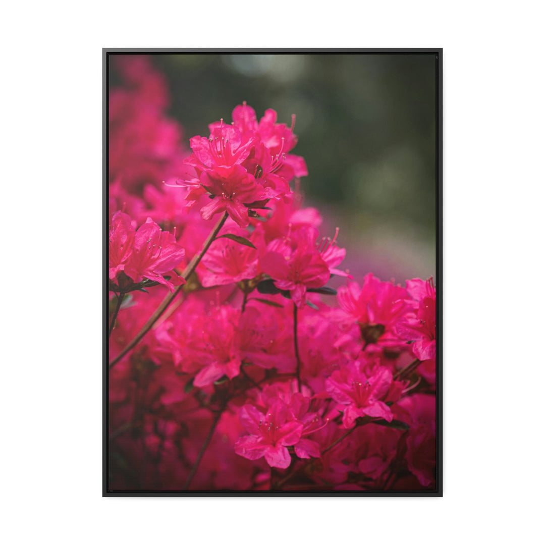 Full Bloom - Canvas with Frame - Visiting This World