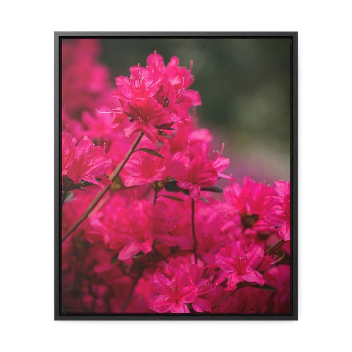 Full Bloom - Canvas with Frame - Visiting This World