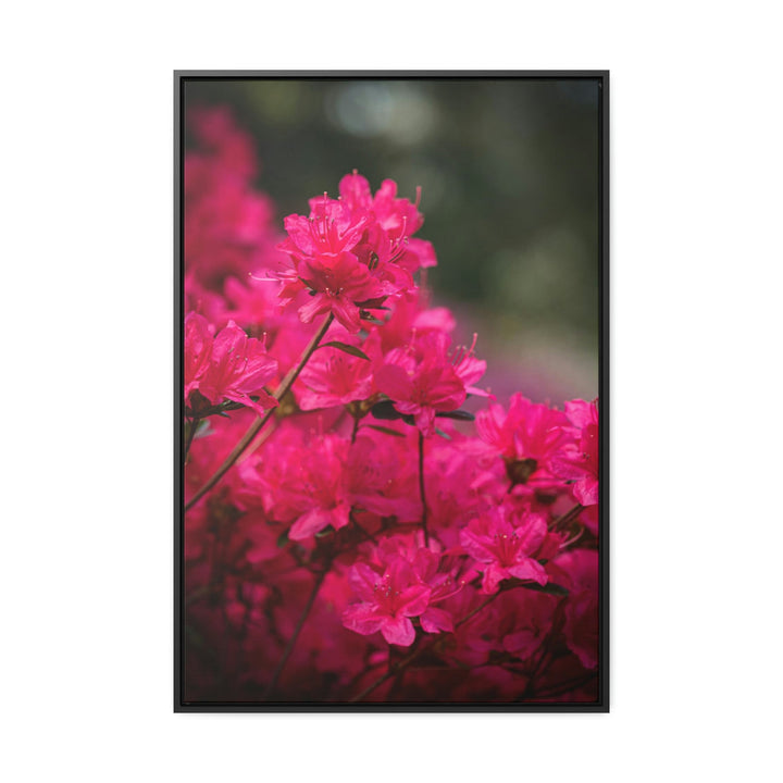 Full Bloom - Canvas with Frame - Visiting This World