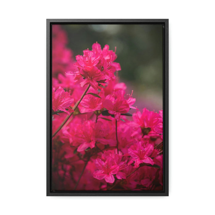 Full Bloom - Canvas with Frame - Visiting This World