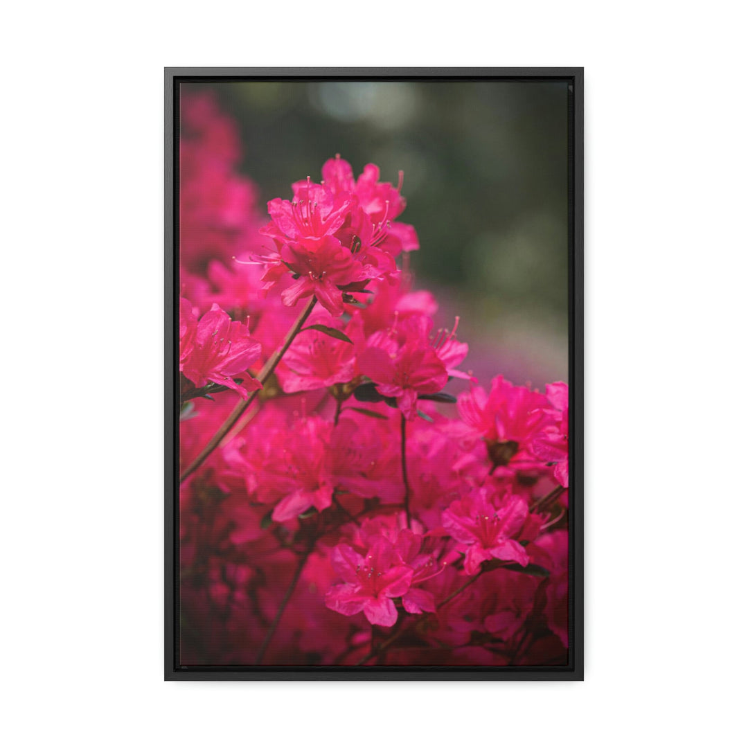 Full Bloom - Canvas with Frame - Visiting This World