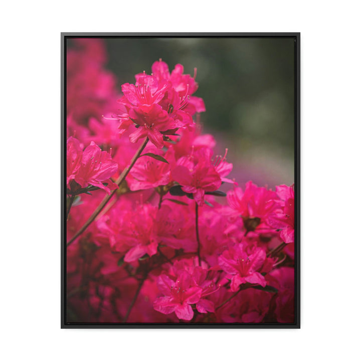 Full Bloom - Canvas with Frame - Visiting This World