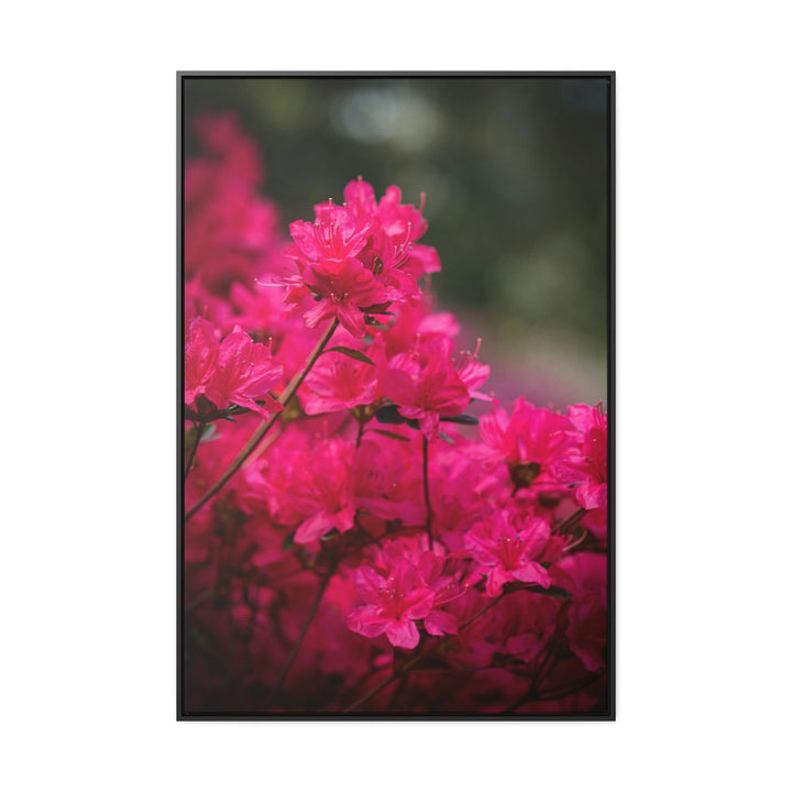 Full Bloom - Canvas with Frame - Visiting This World