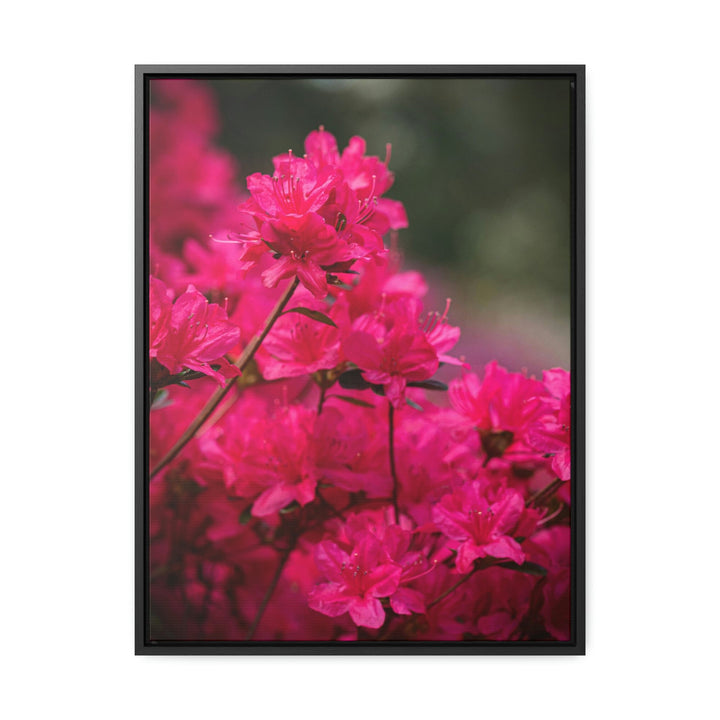 Full Bloom - Canvas with Frame - Visiting This World