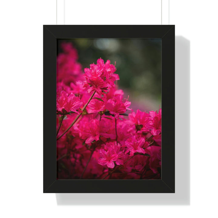 Full Bloom - Framed Print - Visiting This World